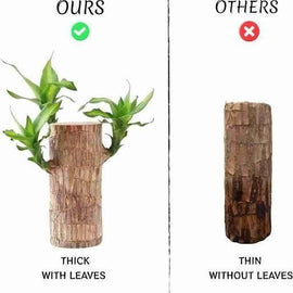 Brazilian Lucky Wood, Mini Home Plant Decorations	(Pack of 2)